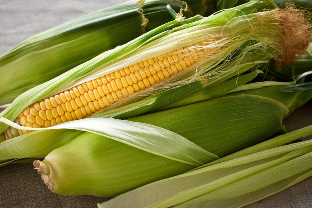 Close-up of fresh yellow corn on the cob partially husked, surrounded by green husks