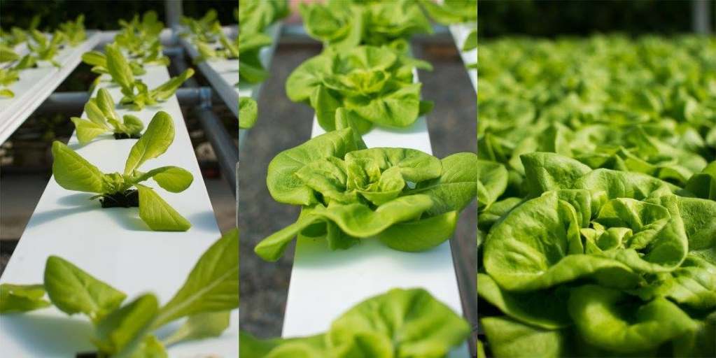 Fresh green lettuce grown by Extreme Green Farms and available at Piggly Wiggly Birmingham